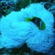 41- Poisson clown dans son anemone 